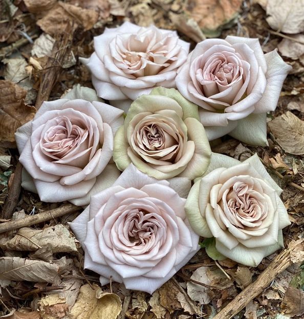  - CATALOG TOAMNA 2025