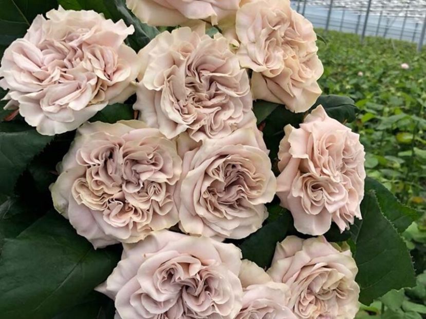  - CATALOG TOAMNA 2025