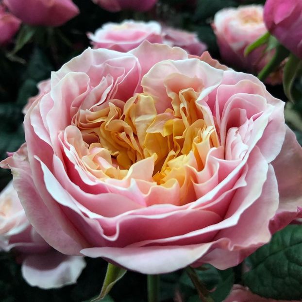  - CATALOG TOAMNA 2025