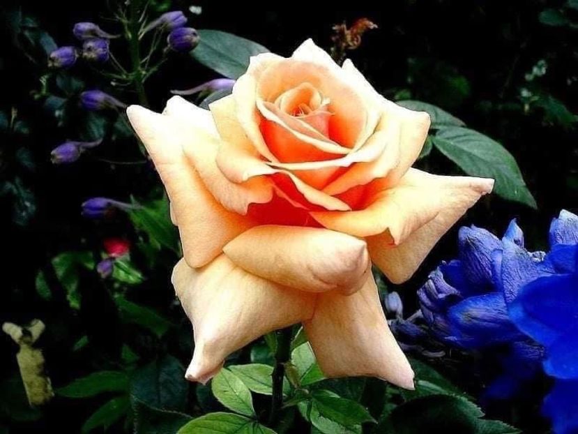  - CATALOG TOAMNA 2025