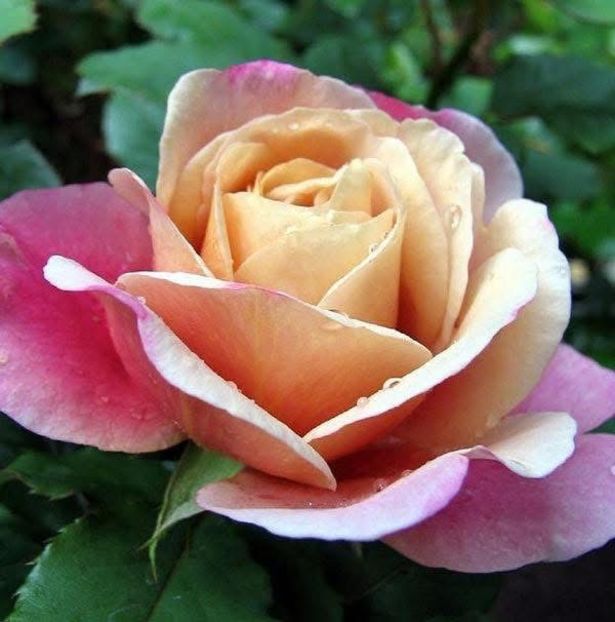  - CATALOG TOAMNA 2025