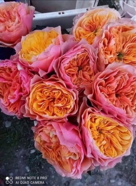  - CATALOG TOAMNA 2025