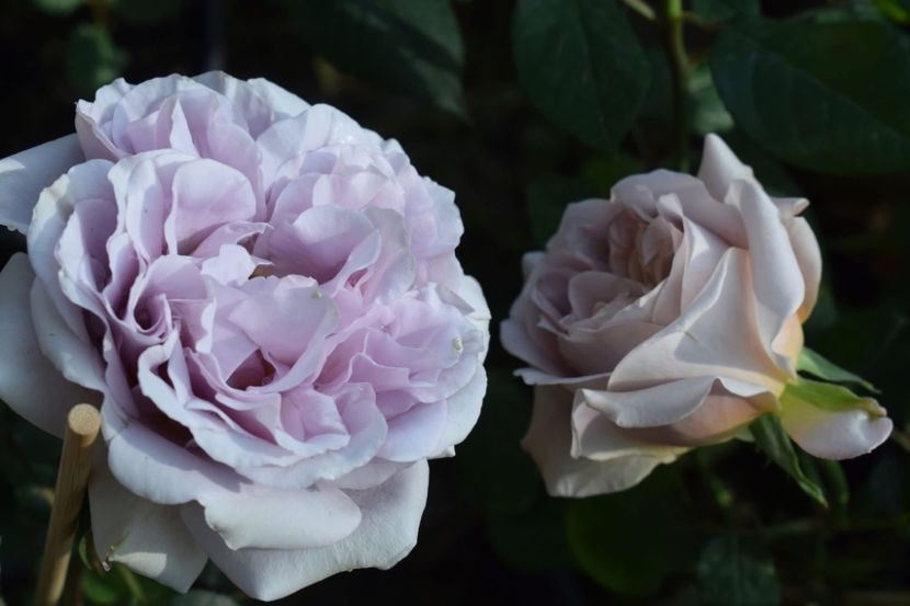  - CATALOG TOAMNA 2025