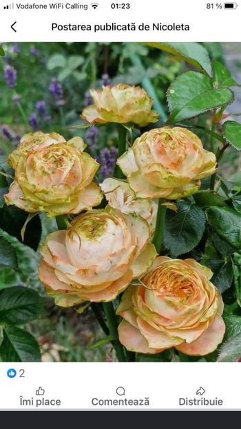  - CATALOG TOAMNA 2025