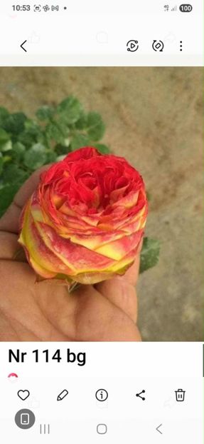 att.6XQr33_aNLAEQqiC8QWunG0kb5fWL8ZjWWbnJQqJKQ8 - CATALOG TOAMNA 2025