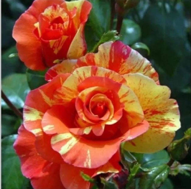  - CATALOG TOAMNA 2025