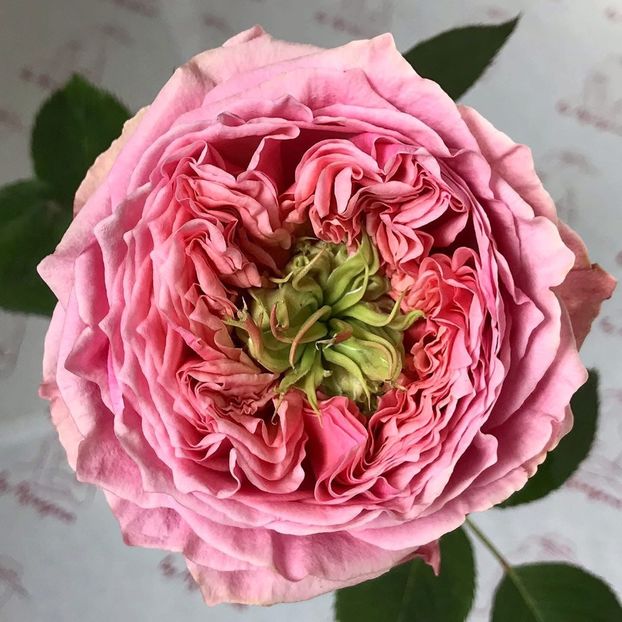  - CATALOG TOAMNA 2025