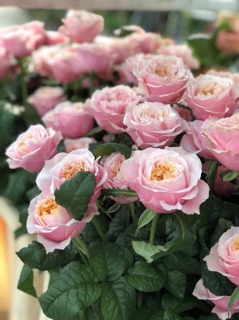  - CATALOG TOAMNA 2025