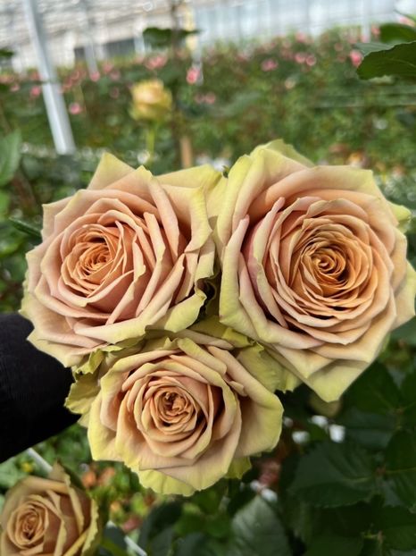  - CATALOG TOAMNA 2025