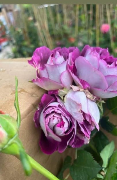  - CATALOG TOAMNA 2025