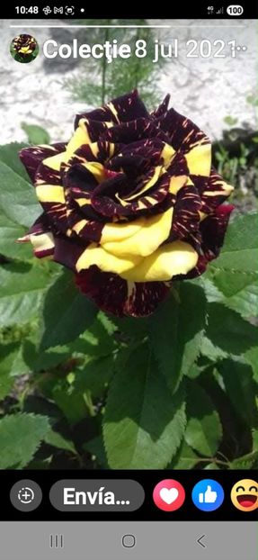 att.aNxZcG3CwgQ9qZ8fKLVUz-_1yE1ACr1yjFLSm0ZDmAA - CATALOG TOAMNA 2025