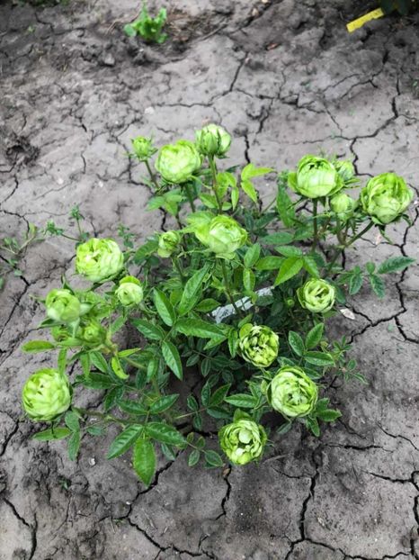 att.UaK_vZEAfU3_g7olmBEJGtXK8te7M2_bHTWP__sMyDs - CATALOG TOAMNA 2025