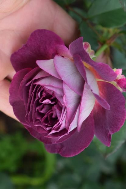  - CATALOG TOAMNA 2025