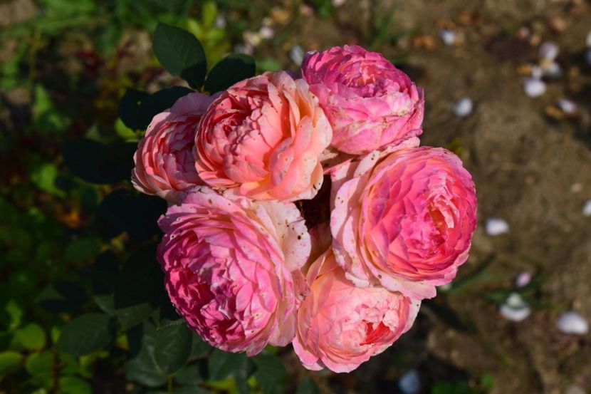  - CATALOG TOAMNA 2025