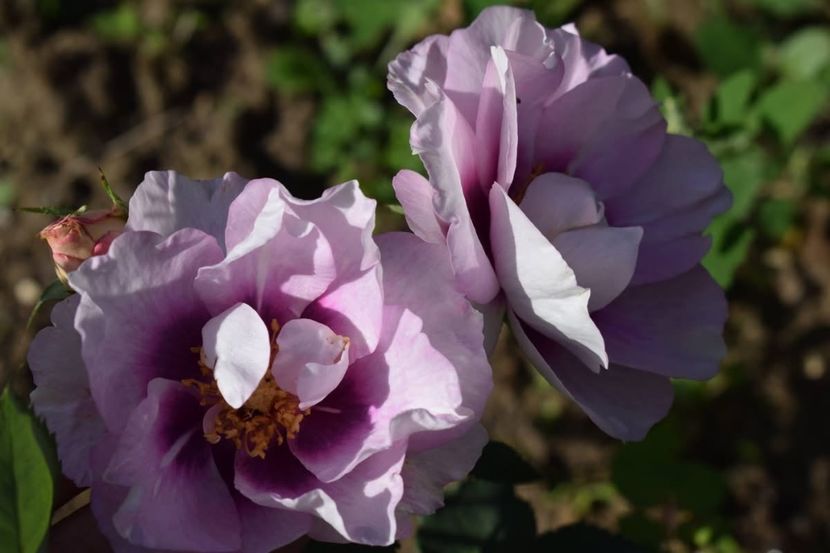  - CATALOG TOAMNA 2025