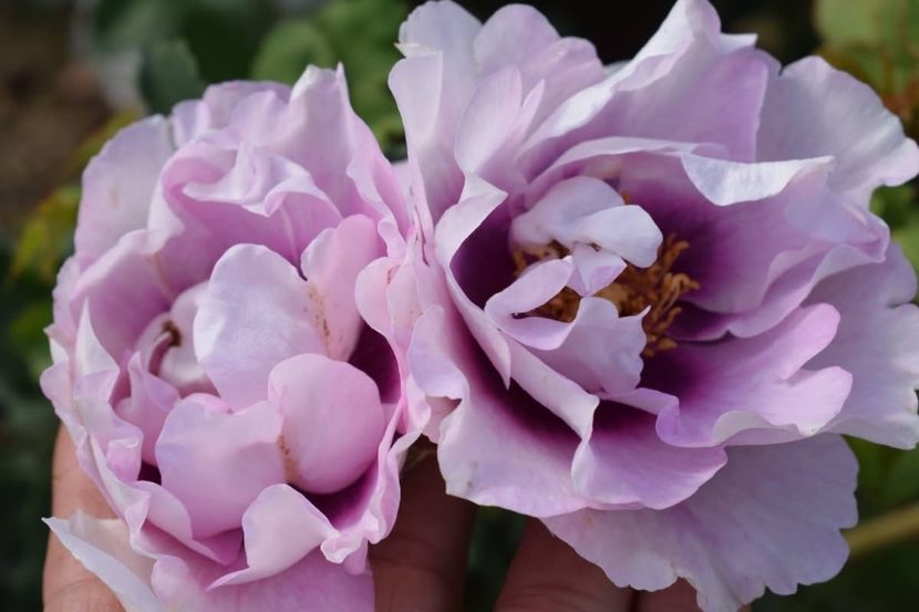  - CATALOG TOAMNA 2025