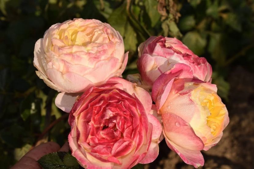  - CATALOG TOAMNA 2025