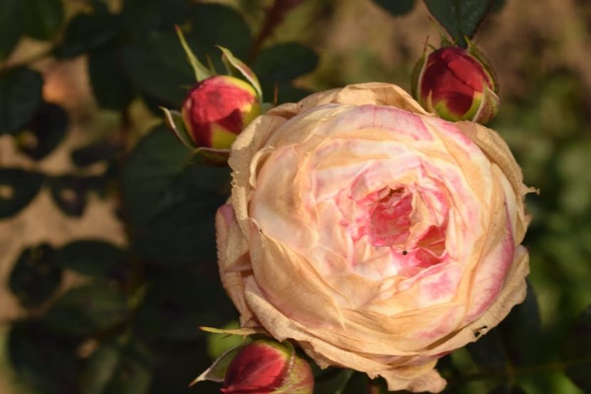  - CATALOG TOAMNA 2025