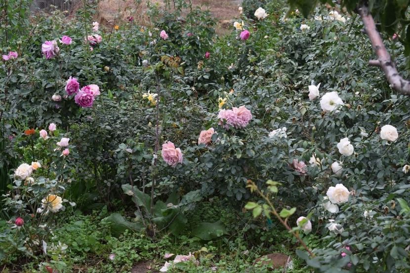  - CATALOG TOAMNA 2025