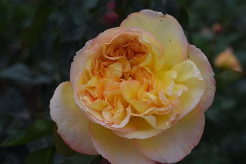  - CATALOG TOAMNA 2025