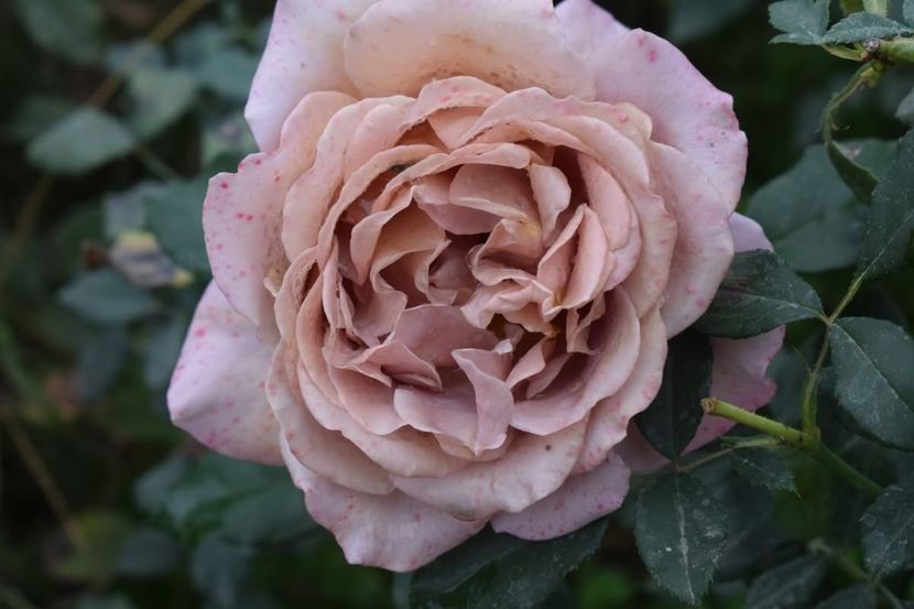  - CATALOG TOAMNA 2025