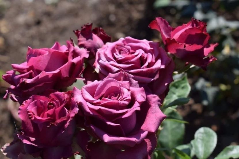  - CATALOG TOAMNA 2025