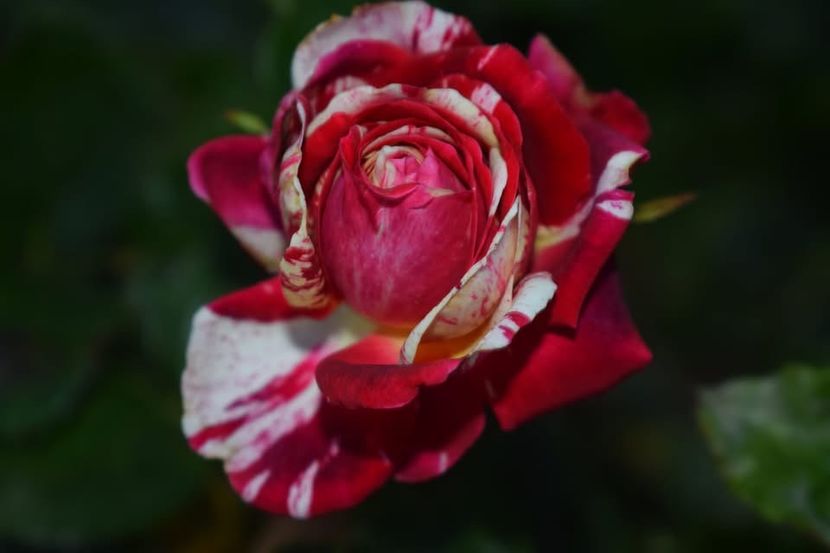  - CATALOG TOAMNA 2025