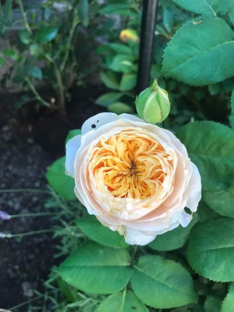  - CATALOG TOAMNA 2025