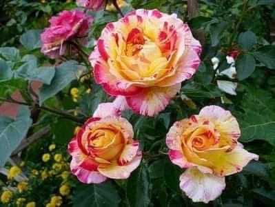  - CATALOG TOAMNA 2025