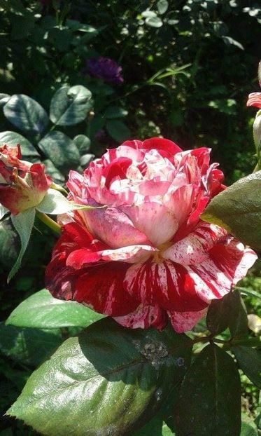  - CATALOG TOAMNA 2025