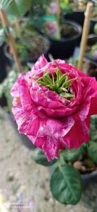  - CATALOG TOAMNA 2025