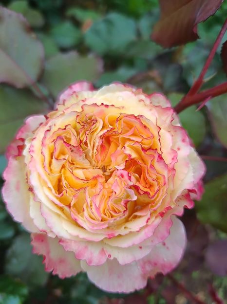  - CATALOG TOAMNA 2025