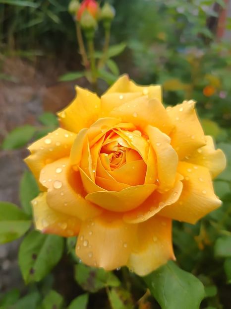  - CATALOG TOAMNA 2025