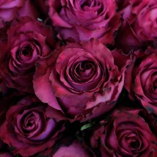  - CATALOG TOAMNA 2025