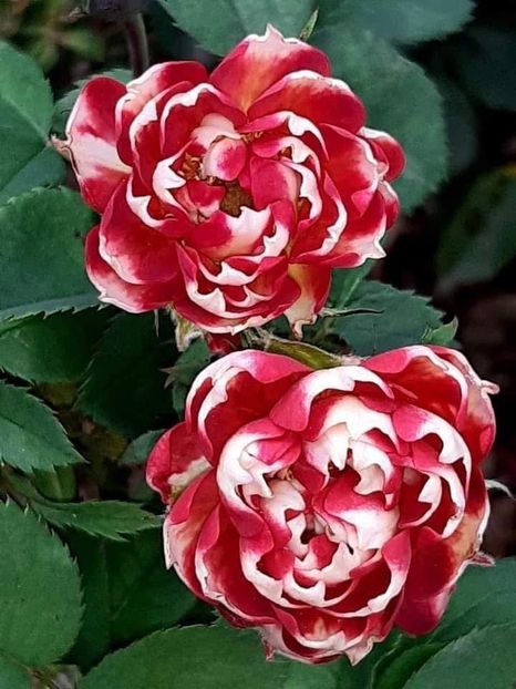  - CATALOG TOAMNA 2025