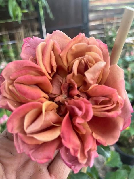  - CATALOG TOAMNA 2025