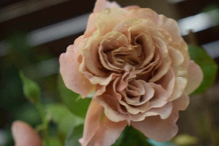  - CATALOG TOAMNA 2025