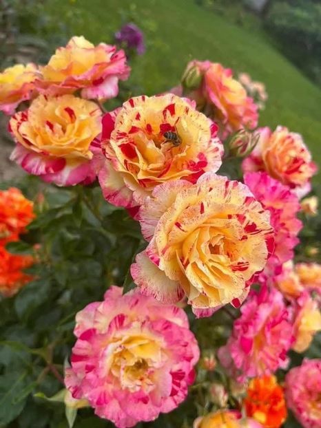  - CATALOG TOAMNA 2025