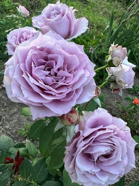  - CATALOG TOAMNA 2025