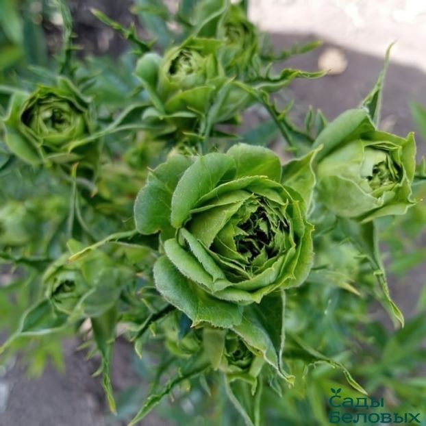  - CATALOG TOAMNA 2025