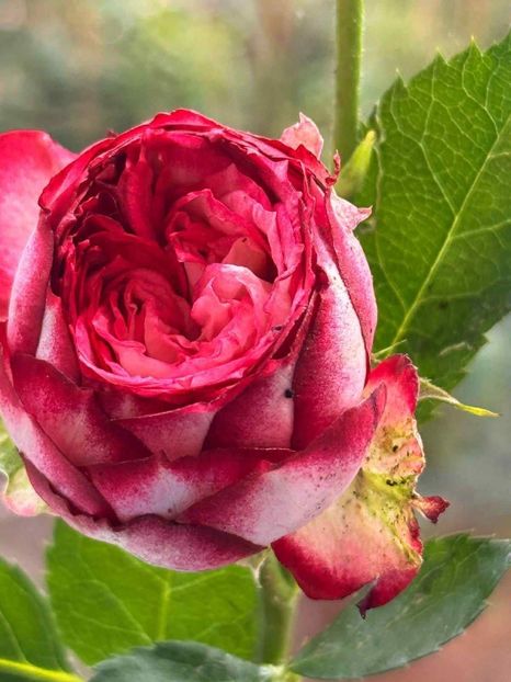  - CATALOG TOAMNA 2025