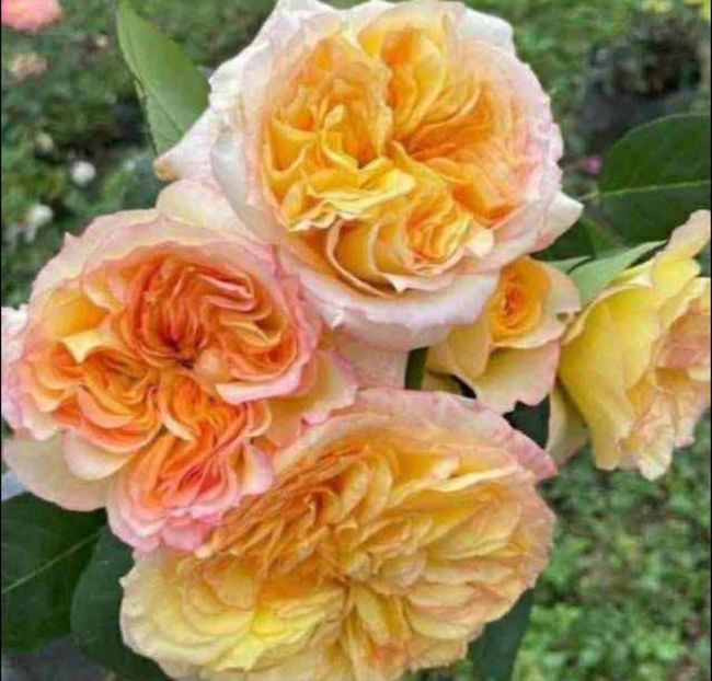  - CATALOG TOAMNA 2025