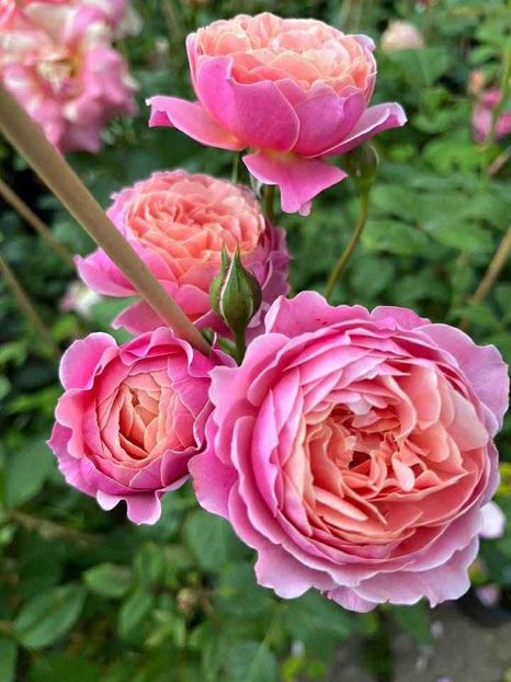 att.l6iqDXMoQglLbzOUh6ZTk-7czTG9N9OasKTI2AbQ5C4 - CATALOG TOAMNA 2025