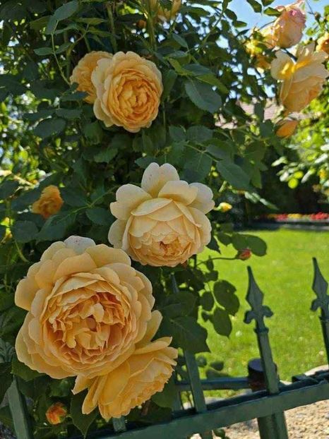 att.UkuAOitpHeAF5Uk0jom-dL8RRYHNurD72sgP22HnFos - CATALOG TOAMNA 2025