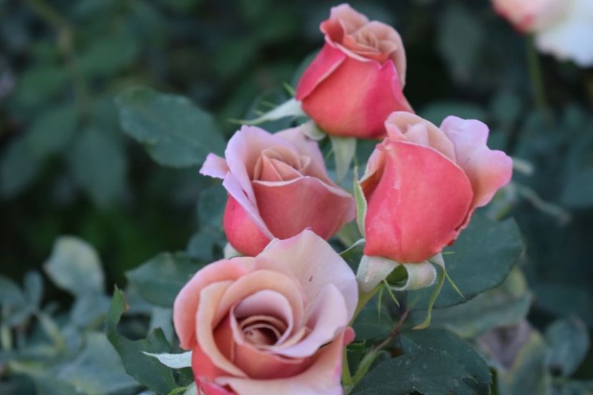  - CATALOG TOAMNA 2025