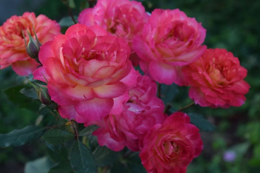  - CATALOG TOAMNA 2025