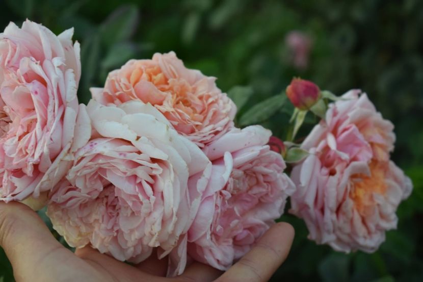  - CATALOG TOAMNA 2025