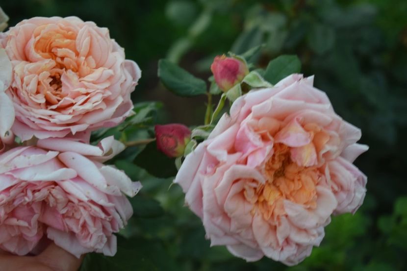  - CATALOG TOAMNA 2025