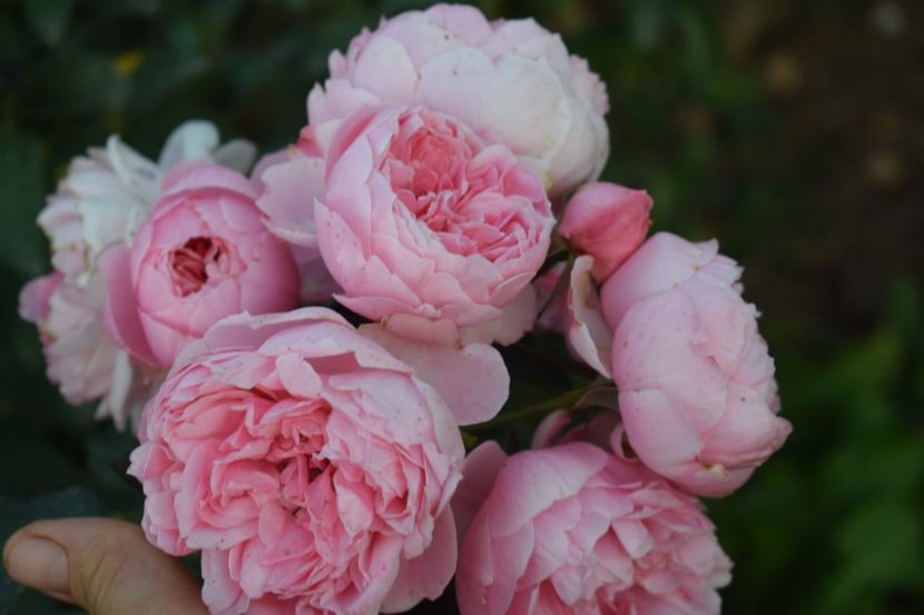  - CATALOG TOAMNA 2025