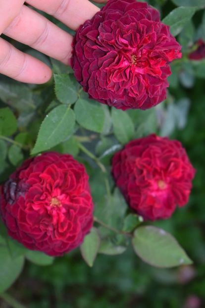  - CATALOG TOAMNA 2025